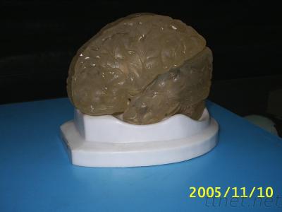 Medical Brain Model