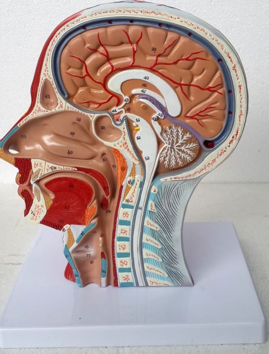 3D Brain Anatomy Mould