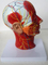 3D Brain Anatomy Mould